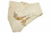 Two Cretaceous Fossil Fish - Lebanon #251389-1